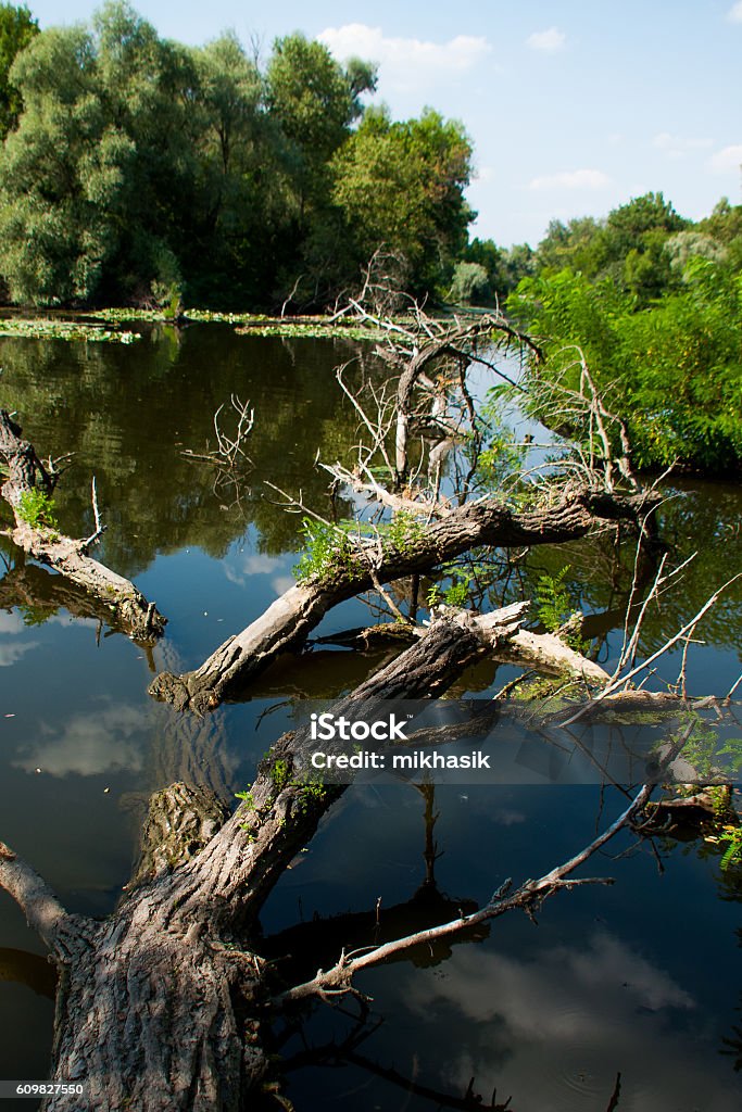 Fallen Tree Inn Water Fallen Tree In Water Stock Photo - Download Image Now - Animal Wildlife ...