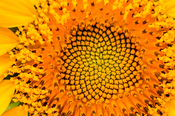 istock Macro of a colorful sunflower 609828728