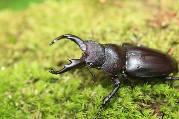 istock Kirchnerius guangxii stag beetle 609829158