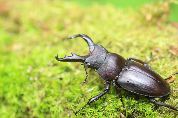 istock Kirchnerius guangxii stag beetle 609829688