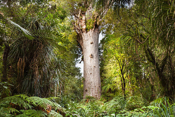 Tane Mahuta Kauri (Agathis australis) tree named 'Tane Mahuta' or Lord of the Forest, largest living Kauri tree in New Zealand, Waipoua Forest, North Island, New Zealand northland new zealand stock pictures, royalty-free photos & images