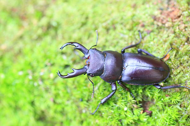 istock Kirchnerius guangxii stag beetle 609830064
