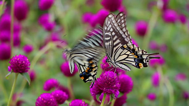 Butterfly Tiger swallowtail butterflies that live in Asia. asian swallowtail butterfly photos stock pictures, royalty-free photos & images