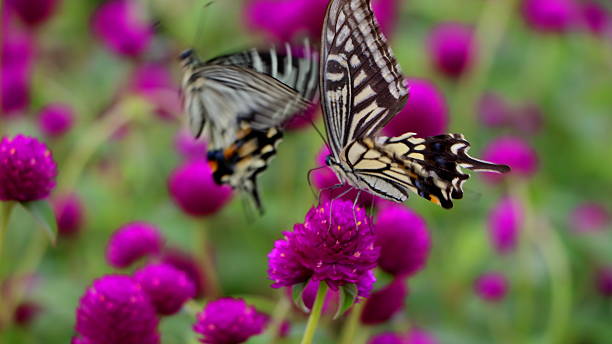 Butterfly Tiger swallowtail butterflies that live in Asia. asian swallowtail butterfly photos stock pictures, royalty-free photos & images