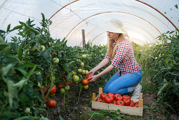 istock Young women harvesting vegetables from garden 609832434