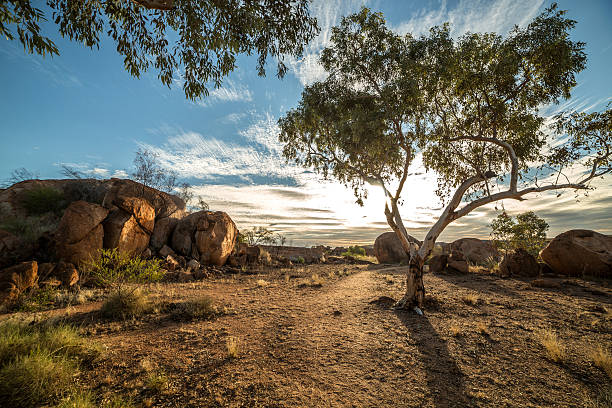 belles billes du diable dans l’outback de l’australie - emu australia northern territory outback photos et images de collection