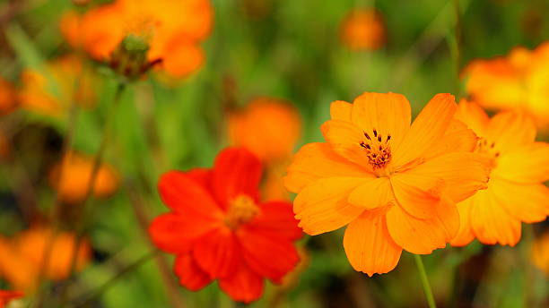 Orange cosmos Cosmos announcing the autumn flowers bloom and a field. orange cosmos stock pictures, royalty-free photos & images