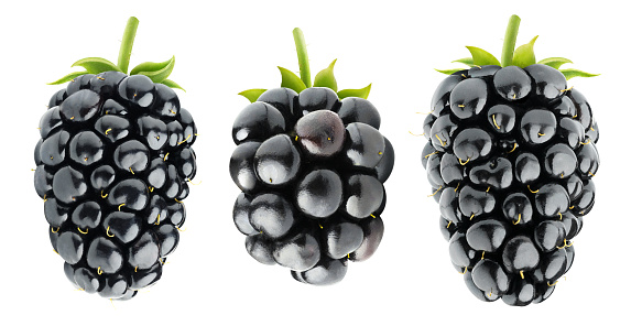 Isolated blackberries. Three various blackberry fruits isolated on white background with clipping path