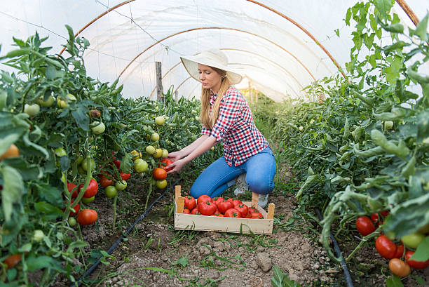 istock Young women picking tomatoes from garden 609834146