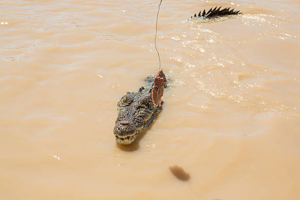 istock Close up on Saltwater Crocodile looking to grab raw meat 609834460