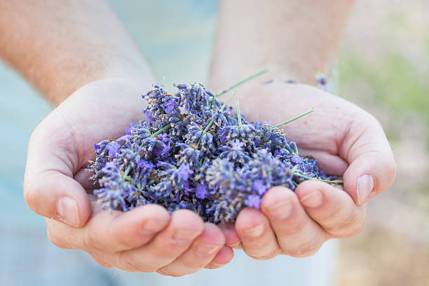 istock Hands filled up with fresh lavender flower 609834484