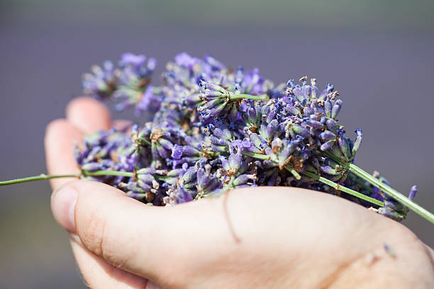 istock Hands filled up with fresh lavender flower 609834672
