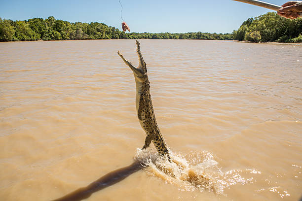Saltwater Crocodile jumping to grab meat from tourist boat, Australia A Saltwater Crocodile jumping to grab meat from a tourist boat. darwin nt stock pictures, royalty-free photos & images
