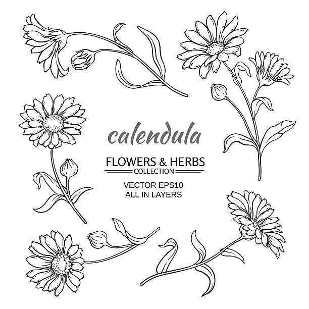 calendula vector set calendula flowers vector set on white background field marigold stock illustrations
