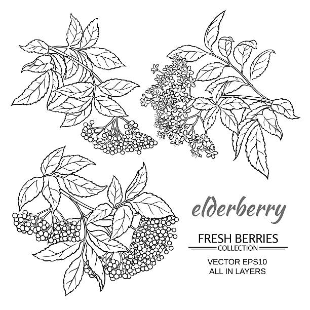 ilustraciones, imágenes clip art, dibujos animados e iconos de stock de conjunto de vectores de saúco - elderberry