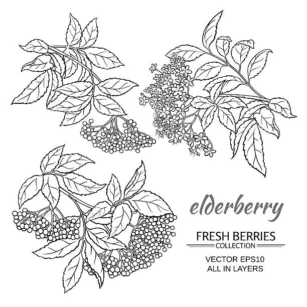 ilustrações de stock, clip art, desenhos animados e ícones de elderberry vector set - elderberry
