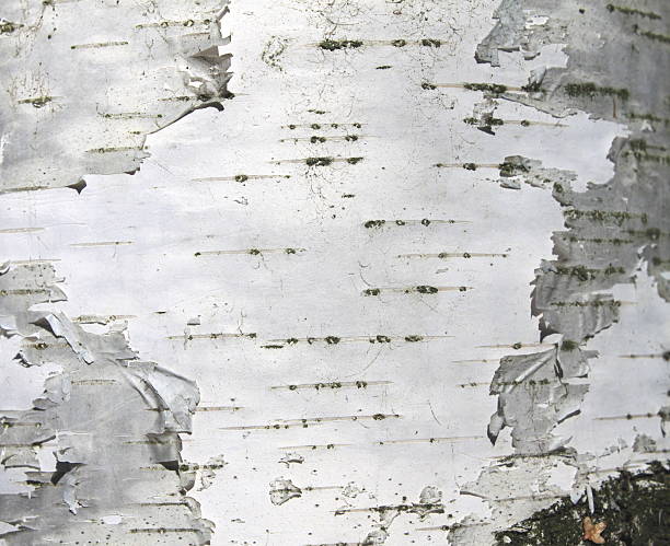 istock birch bark texture natural background paper close-up 609836364