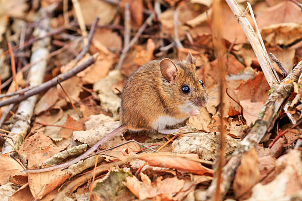 istock field mouse among autumn leaves 609836590