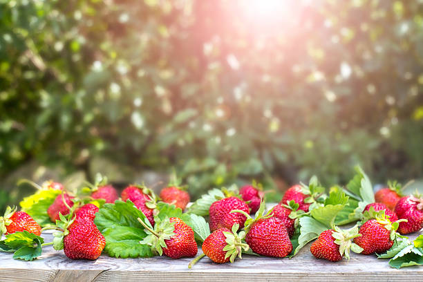 słodkie świeże truskawki w ogrodzie na naturalnym tle - strawberry plant audio zdjęcia i obrazy z banku zdjęć