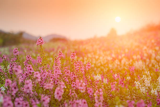 istock Waew Wichian Flower (Angelonia goyazensis Benth). sunset 609903480