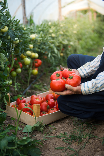 Male farmer picking vegetables from his garden and putting tomatoes in a wooden crate