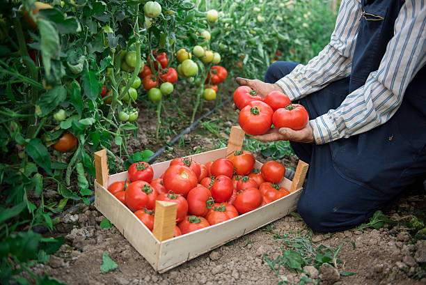 istock Farmer picking tomatoes from his garden 609903810