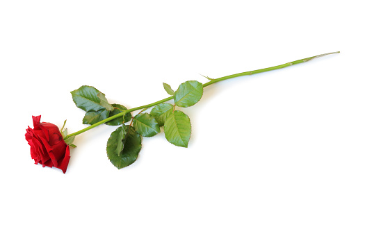 Rose isolated on white background inclusive clipping path without shade.