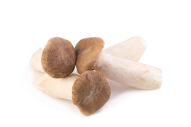 istock King Oyster mushroom (Eringi) on white backgroud 609904428
