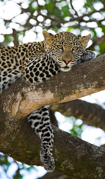istock Leopard is lying on a tree. National Park. Kenya. Tanzania. 609904468