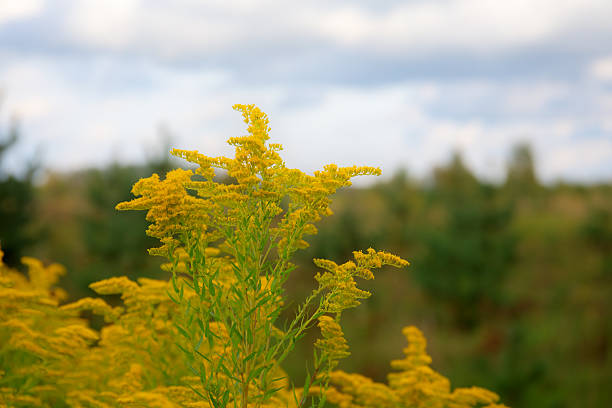 istock goldenrod flower in a meadow 609904918