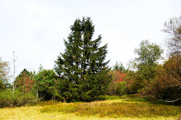 istock Fir and trees in heathland 609905078