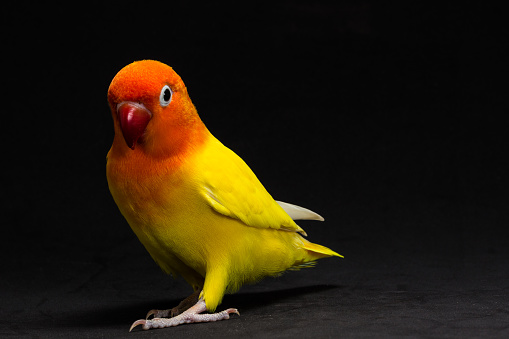 Double Yellow Lovebird, Bird in black background