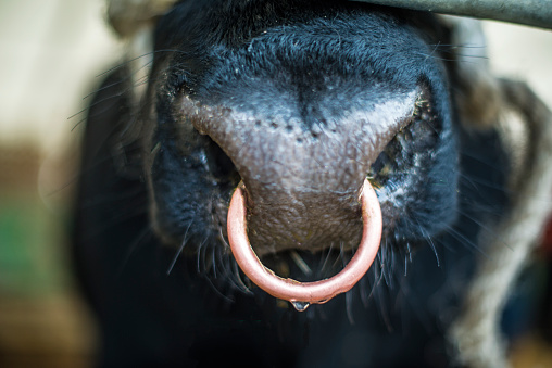 Detail of a bull's nose and nose ring in a pen, Offaly, Ireland. 