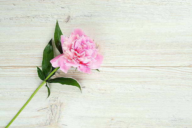 istock peony flowers on wooden surface 609908280