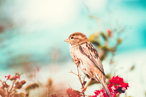 Sparrow perched In A Colourful Fall Myrtle Shrub.  Shot jn Washington D.C.