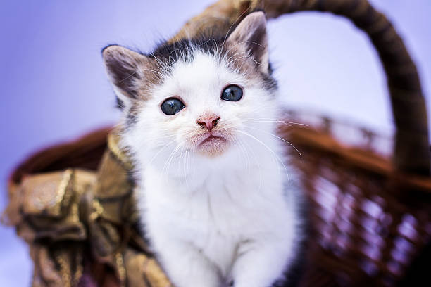 istock Adorable small kitten in wooden basket 609909432
