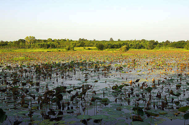 istock Dry fields and Lotus in the Lake. 609909954