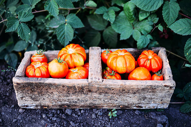 istock Assorted tomatoes in brown paper bags. Various tomatoes in bowl. 609909984
