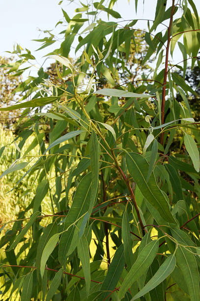 istock Eucalyptus bushes above,Eucalyptus bushes sprout 609910254