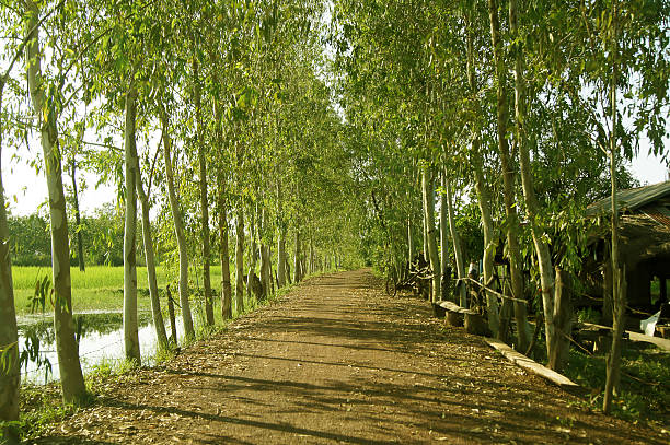 istock Eucalyptus trees on either side of the dirt road 609910474