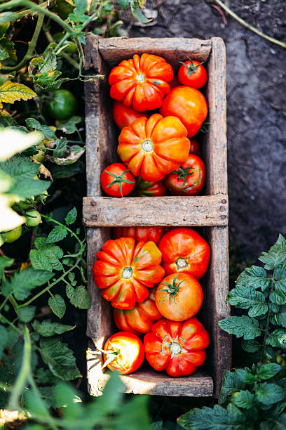 istock Assorted tomatoes in brown paper bags. Various tomatoes in bowl. 609910736