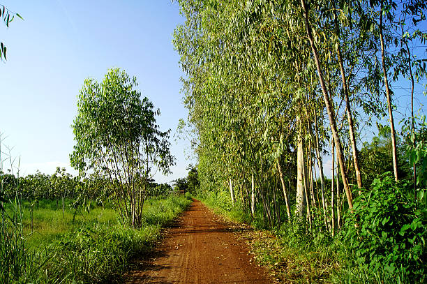 istock Eucalyptus trees on either side of the dirt road 609911232
