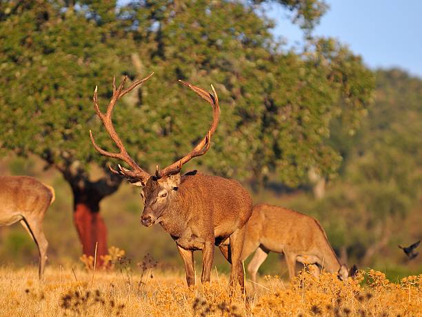 istock Adult red deer stag. 609911396