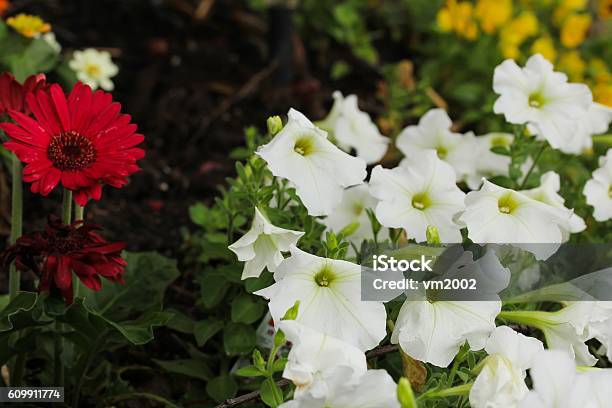 Petunia Flowers Selective Focus Stock Photo - Download Image Now - Annual - Plant Attribute, Flower, Horizontal