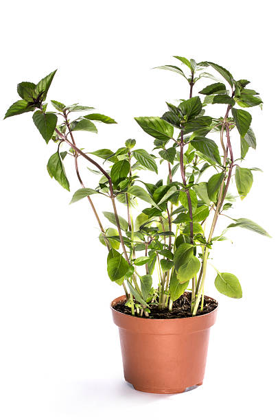 istock The bush of basil in a pot 609912360