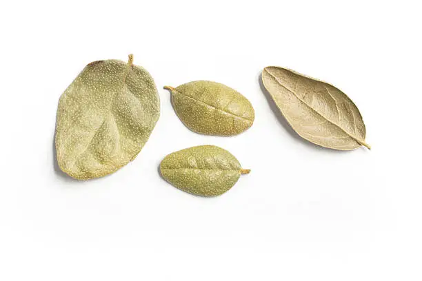 Brazilian Boldo Leaves. Close-up Photo isolated in white background