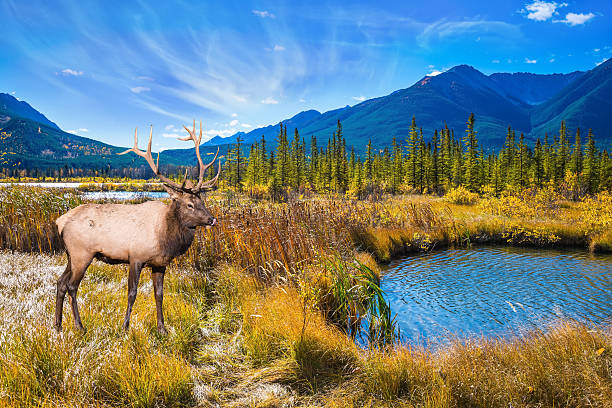 istock Indian summer in the mountains 609912552