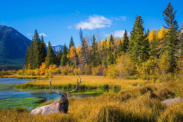 istock Big deer with branched antlers resting 609912818