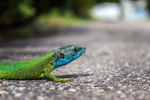 European green lizard with blue head on the pavement