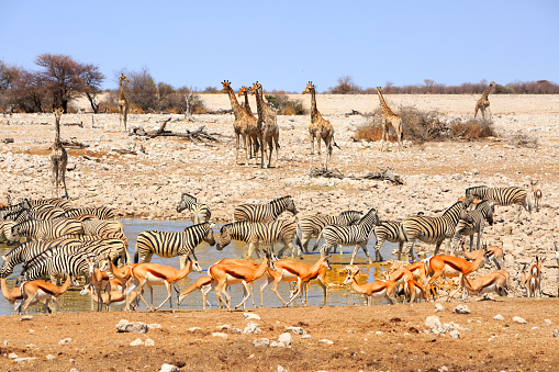 Taken in the Okavango Delta, Botswana